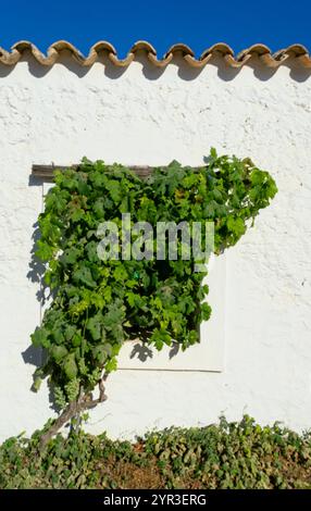 Nahaufnahme eines Fensters eines rustikalen Hauses auf der Insel Formentera in Spanien, bedeckt mit einer Weinrebe auf einer weißen Wand, im Hintergrund der blaue Himmel Stockfoto