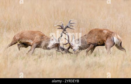 Rothirsche kämpfen während der Brunstsaison im Herbst, Großbritannien. Stockfoto