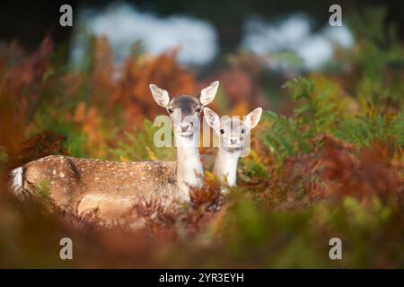 Porträt eines Damhirschweibchens und ihres Rehkitzes, die im Herbst in Bracken stehen. Stockfoto