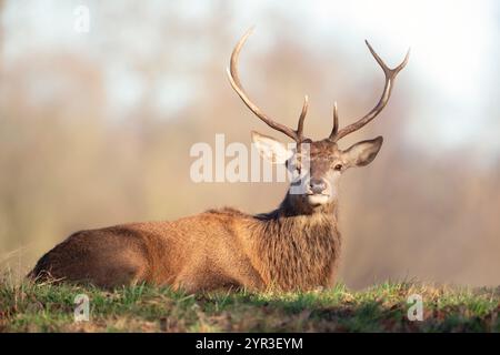 Porträt eines jungen Hirschhirsches, der auf Gras liegt, Großbritannien. Stockfoto