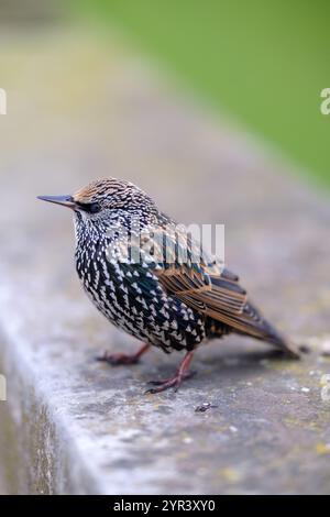 Blick auf einen Starling, auch bekannt als Sturnus vulgaris Stockfoto