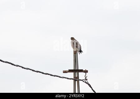 Gemeiner Bussard (Buteo buteo), der auf einem Laternenpfahl thront. Gemeinsamer Bussard isoliert auf weißem Himmel Hintergrund. Ornithologie. Raubvogel. Tierideenkonzept. Stockfoto