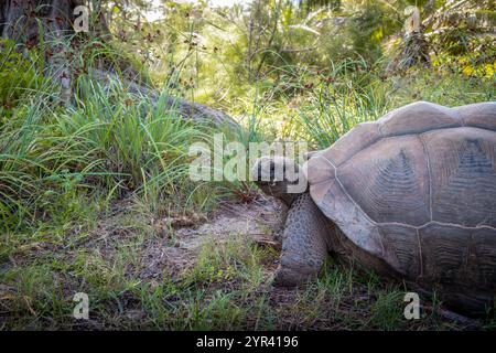 Aldabra Riesenschildkröte im natürlichen Lebensraum der Seychellen. Stockfoto