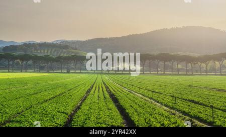 Salatfelder, Gemüseanbau in der Maremma und Pinien Reihen sich bei Sonnenaufgang. Castagneto Carducci, Toskana, Italien, Europa Stockfoto