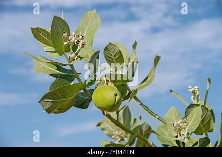 Zweig mit Blumen und Früchten der Wüstenpflanze Apfel von Sodom (Calotropis procera), Süd-Omo-Tal, Äthiopien Stockfoto