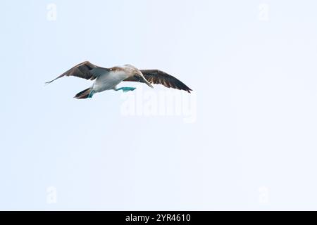 Ein Blaufüßler (Sula nebouxii), der gegen einen klaren Himmel in Baja California Sur, Mexiko, fliegt. Stockfoto