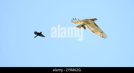 Ein fliegende Rotschwanzfalke (Buteo jamaicensis) mit einem östlichen Chipmunk (Tamias striatus), während er von einem Rotflügelbarsch verfolgt wird. Stockfoto