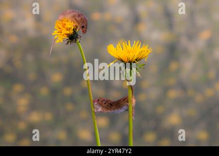 Zwei verspielte Erntemäuse interagieren auf zarten Löwenzahnstielen und zeigen ihre Beweglichkeit und Balance. Stockfoto