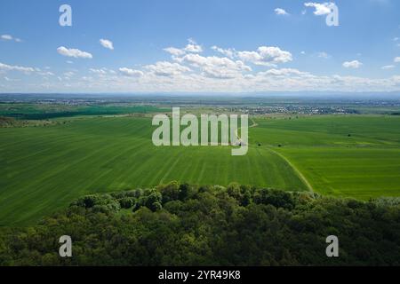 Luftaufnahme von grünen Feldern in der Sommersaison mit anbauenden Kulturen. Landwirtschaft und Landwirtschaft Stockfoto