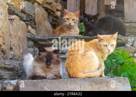 Katzen verschiedener Rassen sitzen auf Treppen und starren die Kamera an Stockfoto