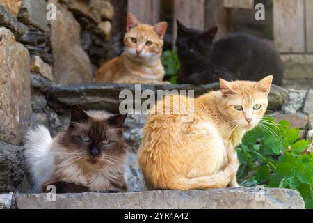 Eine Reihe von Katzen auf Treppen, jede mit einem fokussierten Blick Stockfoto