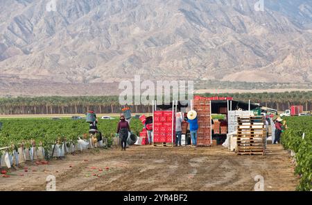 Arbeiter, die rote Bell Pfeffer ernten, „Capsicum annuum“, Dattelpalmen „Phoenix dactylifera“ im Hintergrund, frühes Morgenlicht, Kalifornien. Stockfoto