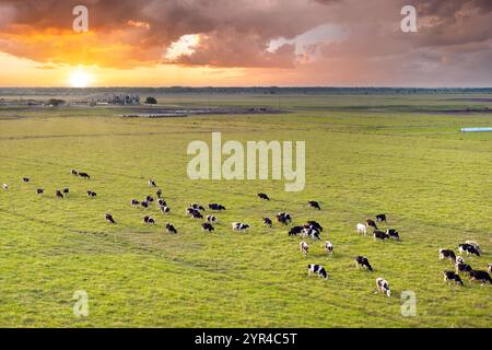 Milchkühe aus Freilandhaltung, die auf der Weide des Bauernhofs Florida weiden. Fütterung von Rindern auf landwirtschaftlichem Grünland Stockfoto