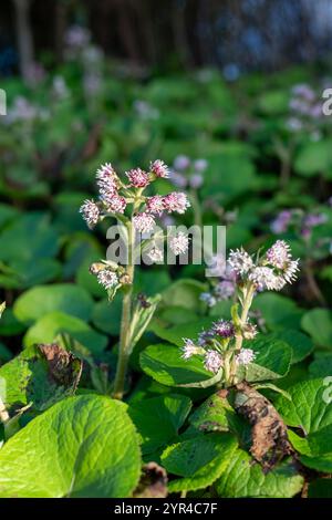 Nahaufnahme der Blüten des Winterheliotrops (petasites pyrenaicus) in Blüte Stockfoto