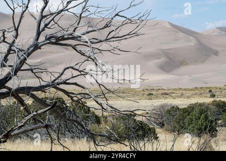 Zweige entlang des Wellington Ditch Trail, Great Sand Dunes National Park, Colorado Stockfoto