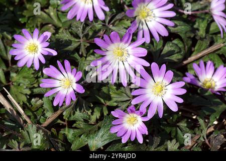 Nahaufnahme rosa Blumen Anemonoides blanda, Familie Ranunculaceae auf einem Feld. Frühling, April, Niederlande Stockfoto