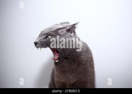 Russische blaue Katze gähnt mit offenem Mund und roter Zunge auf weißem Hintergrund. Studio-Aufnahme. Flache Ohren. Stockfoto