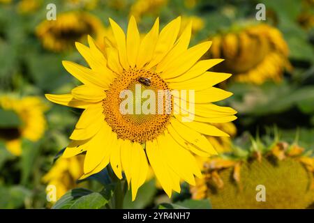 Nahaufnahme eines blühenden Korbes einer Sonnenblume in einem Sonnenblumenfeld. Stockfoto