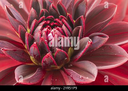 Atemberaubende Makroaufnahme einer roten Dahlienblume, bedeckt mit frischen Morgentauropfen, die die komplizierten Details und die satten Farben ihrer Blütenblätter zeigt Stockfoto