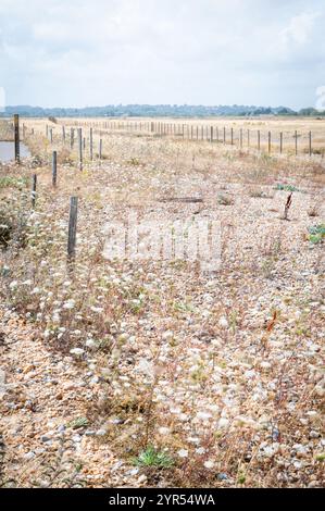 Überbelichtete, lange Exposition von Schafgarbe (Achillea millefolium) und getrockneten Gräsern, die auf Schindeln durch alte Zäune im Rye Harbour Nature Reserve wachsen Stockfoto