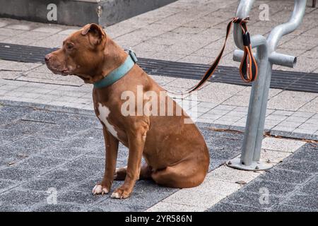 American Staffordshire Terrier Hund an einem Fahrradständer gefesselt und wartet auf seinen Besitzer auf dem Bürgersteig der Stadt Stockfoto