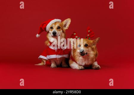 Festliche Corgis verkleidet als Weihnachtsmann und Rentier verbreiten Weihnachtsstimmung und Weihnachtszauber Stockfoto