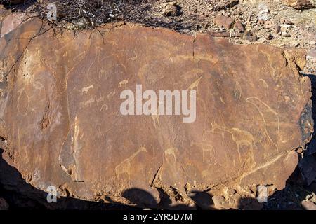 Darstellungen von Tieren auf einer Felsplatte, Petroglyphen, Felsgravuren, Twyfelfontain, Kunene, Namibia, Afrika Stockfoto