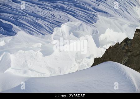 Nahaufnahme eines Schneesimpfes, Gemmipass, Plattenhoerner, Leukerbad, Leuk, Wallis, Schweiz, Europa Stockfoto