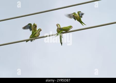 Mönchsittich (Myiopsitta monachus), mehrere Vögel sitzen und fliegen auf Stromleitungen vor dem Himmel, Pembroke Pines, Florida, USA, Nordamerika Stockfoto