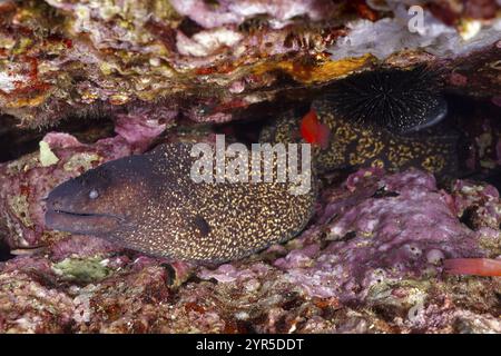 Ein mediterraner Muränen (Muraena helena) liegt unter Halbmauern im Ozean, umgeben von bunten Rifffelsen, Tauchplatz SEC de la Jeaune Garde, G Stockfoto