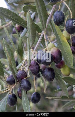 Zweig eines Olivenbaums mit Reifen dunkelblauen Oliven umgeben von grünen Blättern, Apulien, Italien, Europa Stockfoto