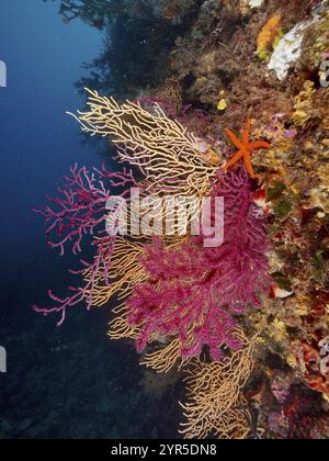 Farbenfrohe Felswände mit Rotem Seestern (Echinaster sepositus), Violescent Sea Peitsche (Paramuricea clavata) und Gelb Gorgonian (Eunicella cavolinii), di Stockfoto