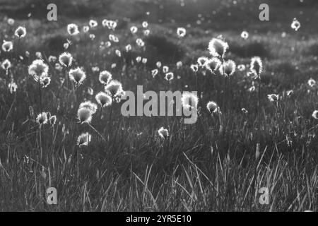 Schwarz-weiß-Foto von blühendem Baumwollgras (Rhododendron ferrugineum) auf einer Wiese, Neukirchen am Grossvenediger, Salzburg, Österreich, Europa Stockfoto