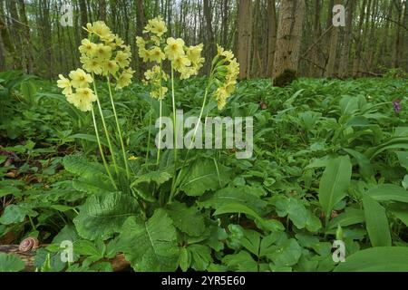 Echte Ochsenlippe (Primula elatior), blüht am Fuße eines Waldes und zeigt eine friedliche Atmosphäre, Bullau, Erlensee, Hanau, Hessen, Deutschland, Europa Stockfoto