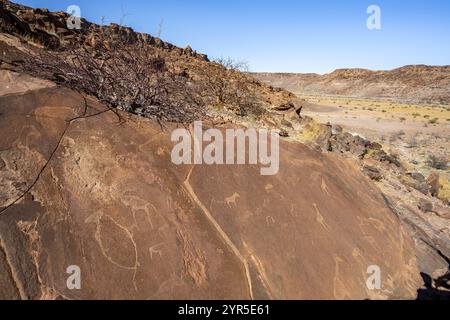 Darstellungen von Tieren auf einer Felsplatte, Petroglyphen, Felsgravuren, Twyfelfontain, Kunene, Namibia, Afrika Stockfoto