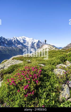 Bergsteiger in Berglandschaft mit Alpenrosen, Bergpanorama mit Gletschergipfel des Mont Blanc, Mont Blanc-Massiv, Aiguilles Rouges, Chamo Stockfoto