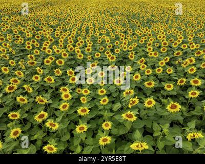 Sonnenblumenfeld bei Holzhausen, Stadt Rheinau, Luftaufnahme, Ortsteil Ortenau, Baden-Württemberg, Deutschland, Europa Stockfoto
