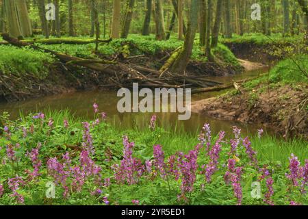 Schwemmwald mit blühendem Hohl-larkspur (Corydalis cava), im Vordergrund, Bullau, Kinzig, Erlensee, Hanau, Hessen, Deutschland, Europa Stockfoto