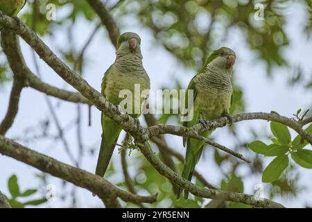 Mönchsittich (Myiopsitta monachus), zwei Papageien, die auf einem Zweig in einer natürlichen Umgebung voller Blätter sitzen, Pembroke Pines, Florida, USA, North Amer Stockfoto