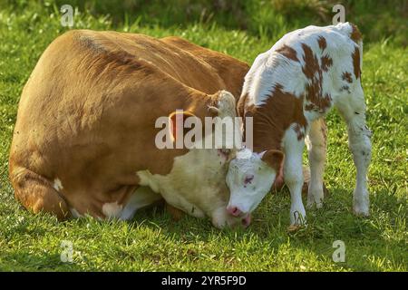 Simmentale Rinder, Kuh (Bos taurus) und Kalb auf einer grünen Wiese, die eine zärtliche Beziehung zeigen, Bayern, Deutschland, Europa Stockfoto