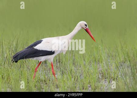Weißstorch (Ciconia ciconia), der am frühen Morgen auf einer feuchten Wiese auf der Suche ist, Wildtiere, Ochsenmoor, Naturpark Duemmer See, Huede, Niedersachsen, Deutschland Stockfoto