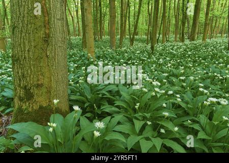 Dichter Wald voller blühender Wildknoblauch (Allium ursinum), im Frühjahr Bullau, Erlensee, Hanau, Hessen, Deutschland, Europa Stockfoto