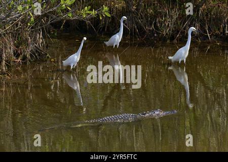 Großreiher (Egretta thula), drei Vögel und American Alligator (Alligator mississippiensis) im Teich, Black Point Wildlife Drive, Titusville, Flor Stockfoto