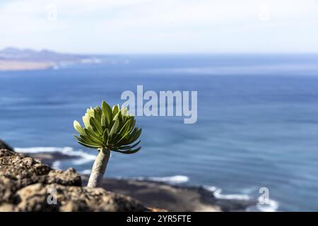 Kanarische Inseln (Euphorbia balsamifera) am Rande einer Klippe mit einem weiten Blick auf das blaue Meer und den Himmel, Kanarische Inseln, Lanzarote, Spanien, Europa Stockfoto