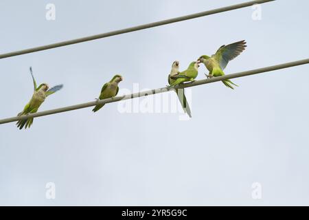 Mönchsittich (Myiopsitta monachus), mehrere Vögel sitzen und fliegen auf Stromleitungen vor dem Himmel, Pembroke Pines, Florida, USA, Nordamerika Stockfoto