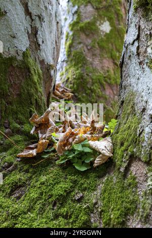 Nahaufnahme von feuchtem Moos und Blättern auf Baumrinde in einem Wald, Salzburg, Österreich, Europa Stockfoto