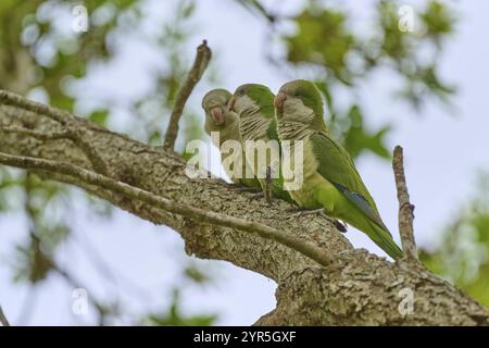 Mönchsittich (Myiopsitta monachus), drei Papageien, die auf einem Zweig in einer natürlichen Umgebung voller Blätter sitzen, Pembroke Pines, Florida, USA, North am Stockfoto