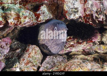 Ein mediterraner Muränen (Muraena helena) liegt versteckt in einer felsigen Höhle, umgeben von bunten Steinen, Tauchplatz L'anse aux bles, Giens Halbinsel, P Stockfoto
