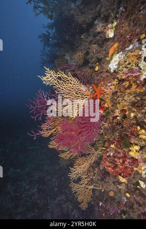 Farbenfrohe Felswände mit Rotem Seestern (Echinaster sepositus), Violescent Sea Peitsche (Paramuricea clavata) und Gelb Gorgonian (Eunicella cavolinii), di Stockfoto