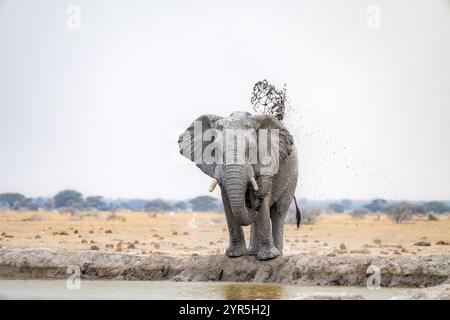 Afrikanischer Elefant (Loxodonta africana), erwachsener Mann, der sich in einem Wasserloch mit Wasser spritzt, Nxai Pan Nationalpark, Botswana, Afrika Stockfoto